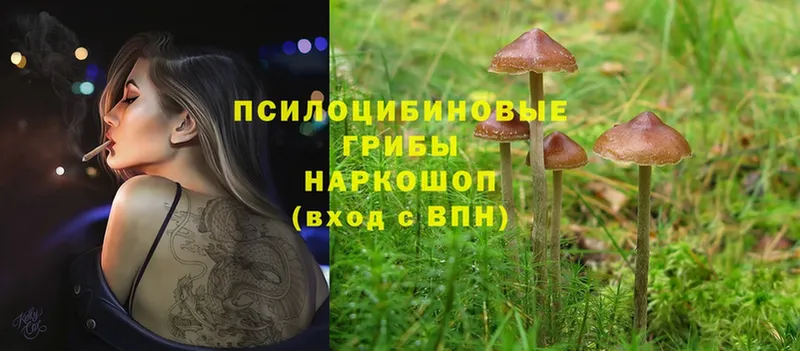 omg ссылка  Качканар  Псилоцибиновые грибы Psilocybe 